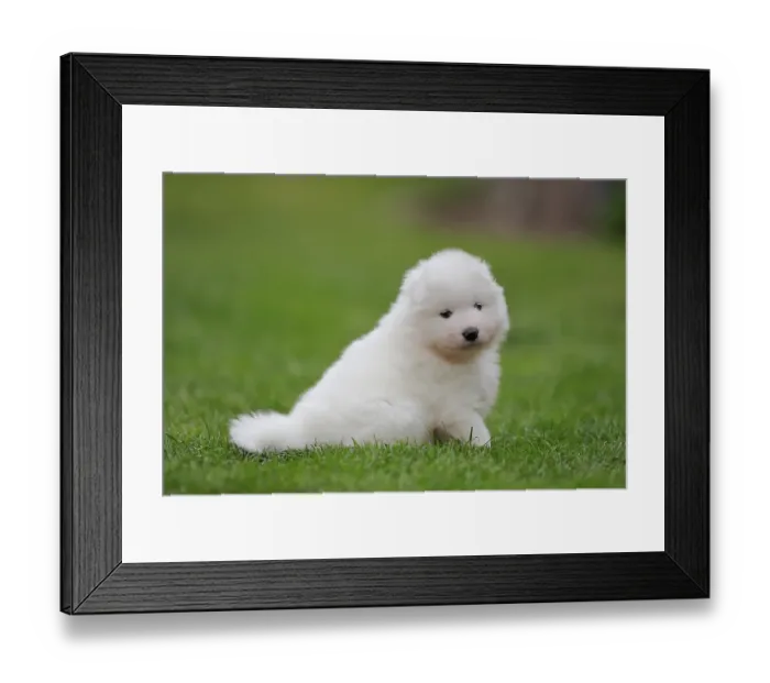 Framed Print : Samoyed Domestic dog (Canis lupus familiaris)