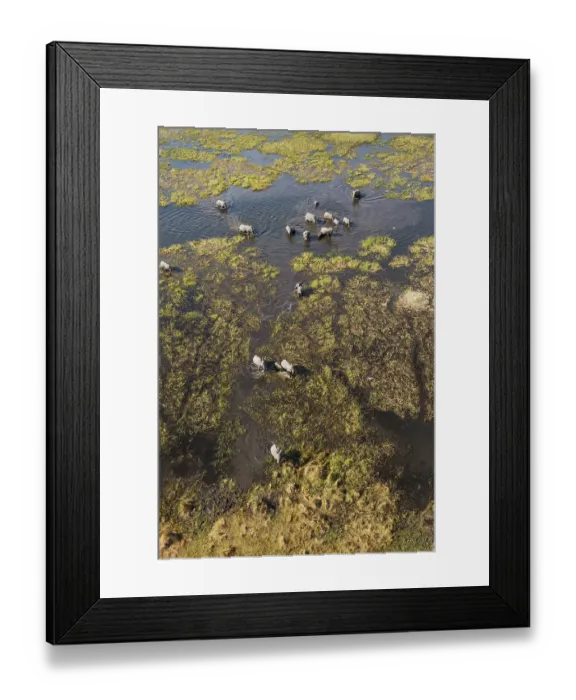 Framed Print : African Elephants (Loxodonta africana) Framed Print : African Elephants (Loxodonta africana)