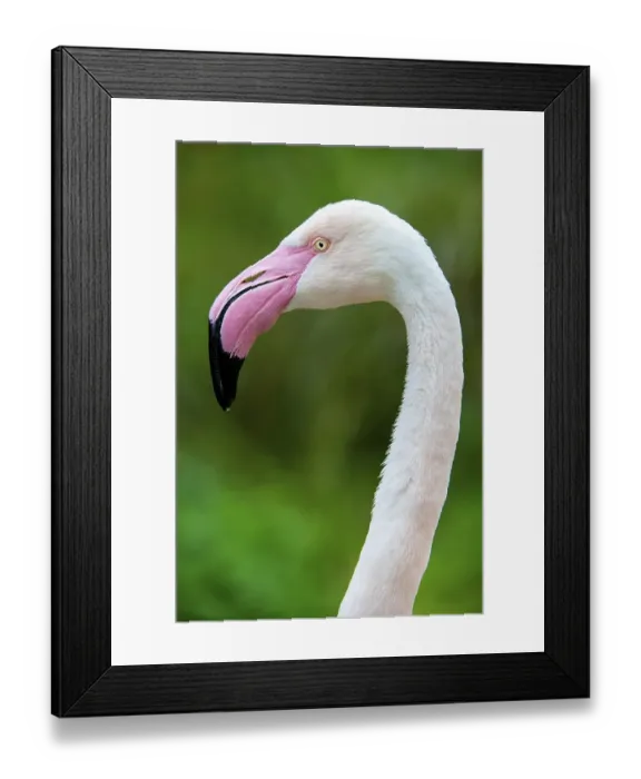 Framed Print : Greater flamingo (Phoenicopterus ruber roseus)
