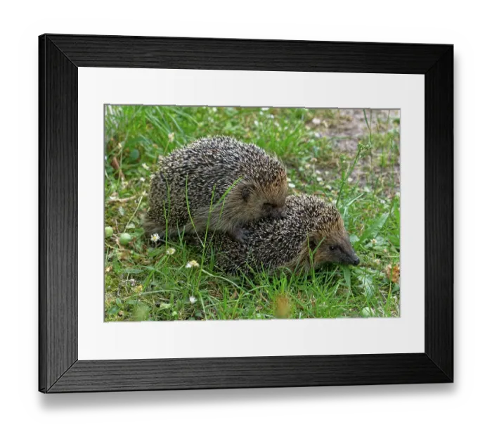Framed Print : Western European hedgehog (Erinaceus europaeus) mating Framed Print : Western European hedgehog (Erinaceus europaeus) mating