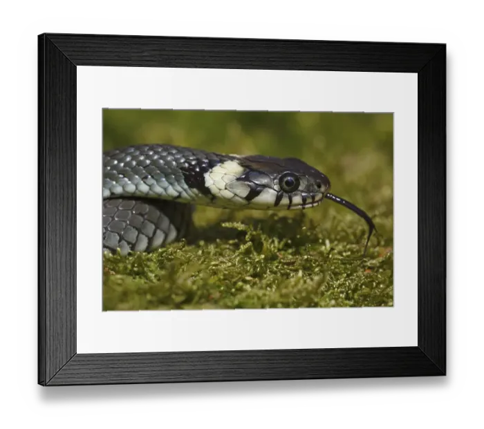 Framed Print : Young grass snake (Natrix natrix) with darting tongue