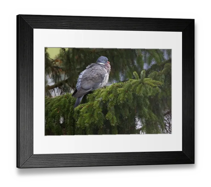 Framed Print : Common wood pigeon (Columba palumbus) sits in a spruce