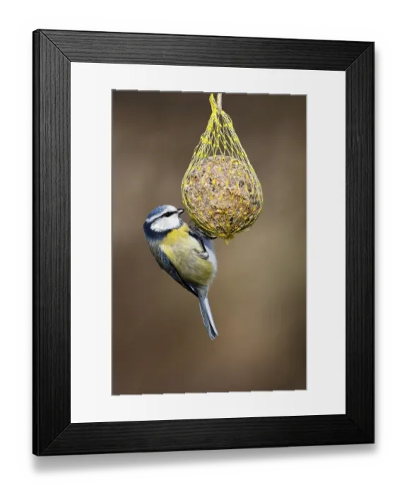 Framed Print : Blue tit (Parus caeruleus) hanging on a fat ball