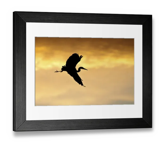 Framed Print : Grey Heron (Ardea cinerea), in flight in the morning light