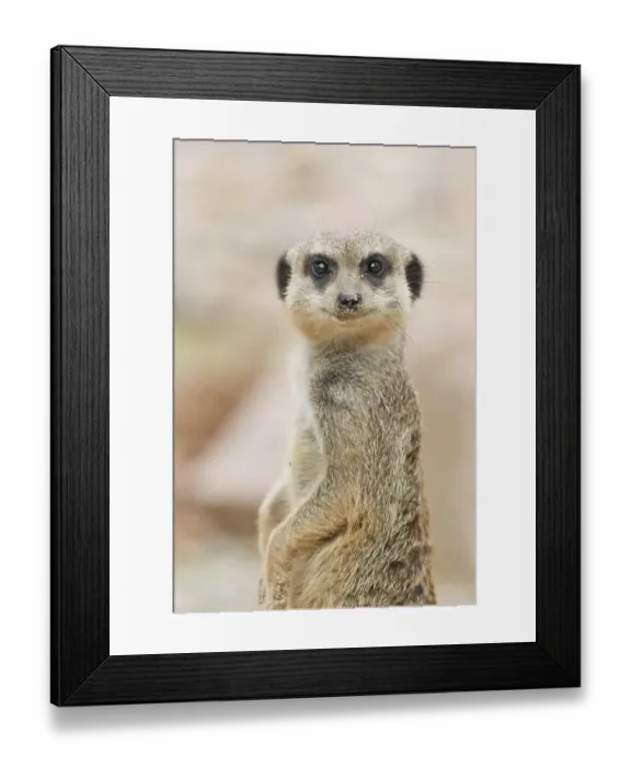 Framed Print : Meerkat (Suricata suricatta), captive