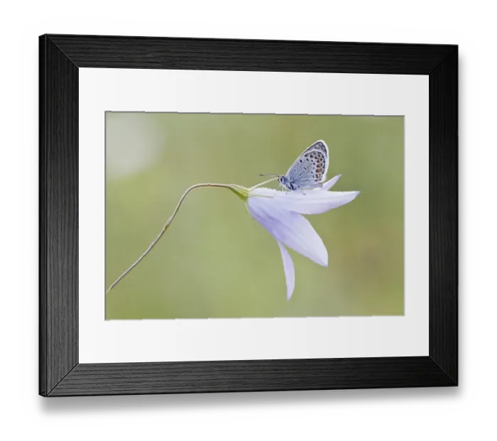 Framed Print : Common Blue (Polyommatus icarus) perched on a Bellflower (Campanula)
