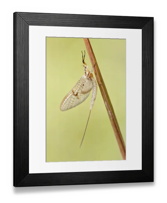 Framed Print : Mayfly (Ephemeroptera) on blade of grass