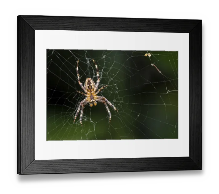 Framed Print : European garden spider (Araneus diadematus)