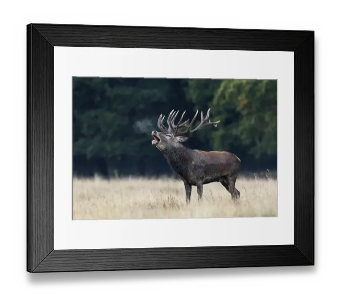Framed Print : Red Deer (Cervus elaphus), roaring rutting stag