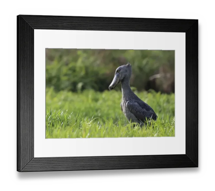 Framed Print : Shoebill (Balaeniceps rex), foraging