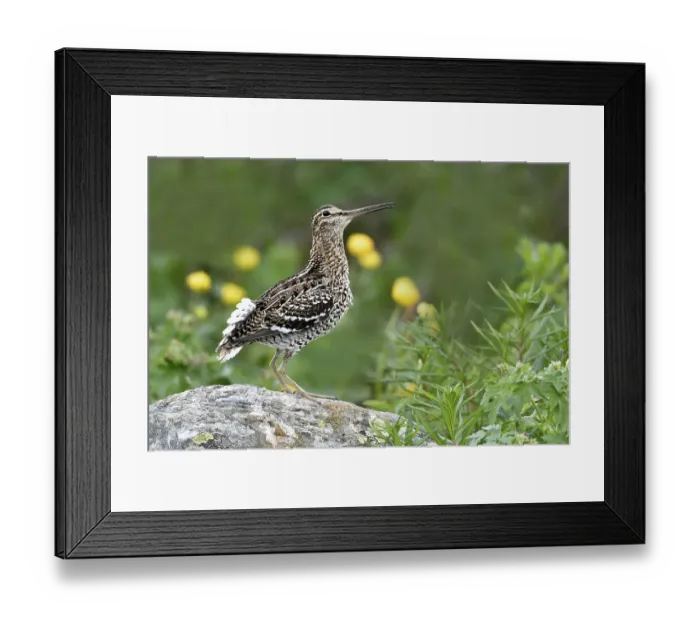 Framed Print : Great snipe (Gallinago media), courtship
