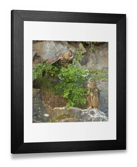 Framed Print : Two young Eurasian eagle-owls (Bubo bubo) in a quarry Framed Print : Two young Eurasian eagle-owls (Bubo bubo) in a quarry
