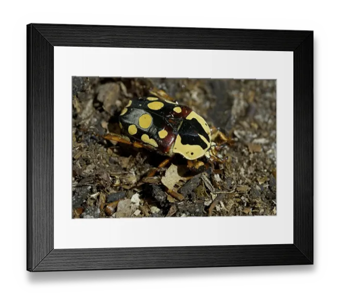 Framed Print : 1293901