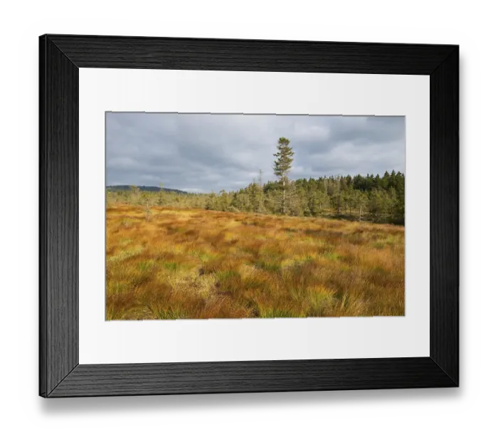 Framed Print : Bodebruch raised bog in autumn