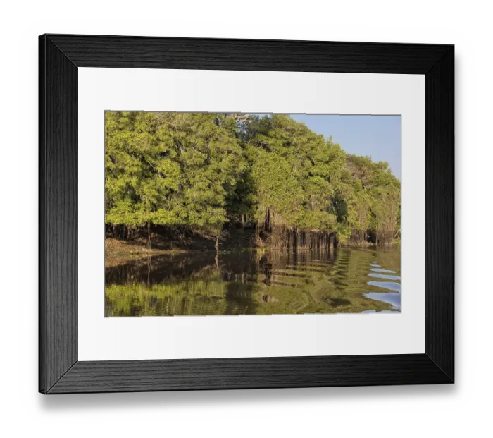 Framed Print : Cuiaba riverbank, Pantanal, Mato Grosso State Framed Print : Cuiaba riverbank, Pantanal, Mato Grosso State