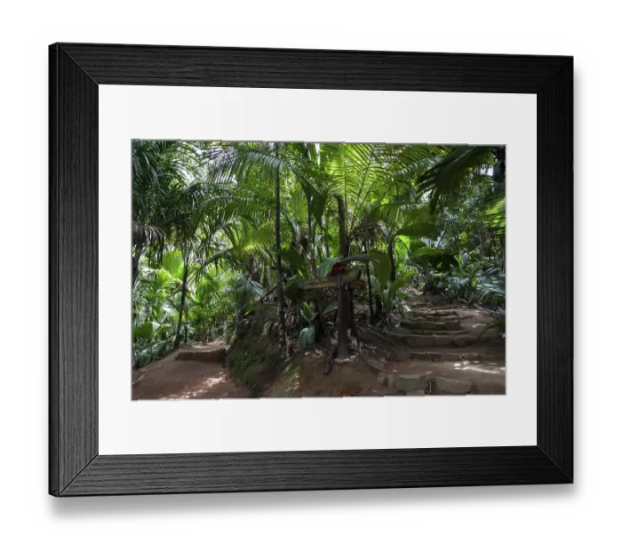Framed Print : Paths and vegetation in the Vallee de Mai National Park Framed Print : Paths and vegetation in the Vallee de Mai National Park