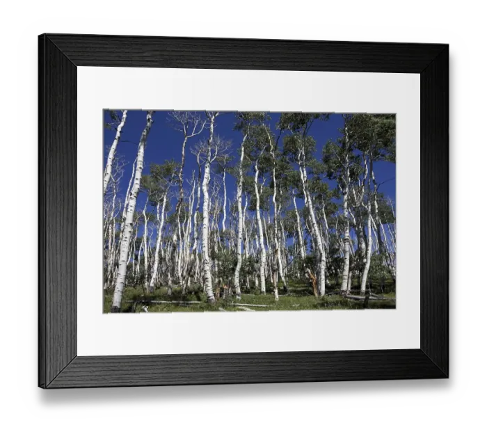 Framed Print : Poplars (Populus tremuloides) against blue sky