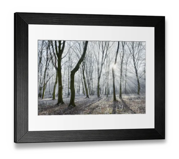Framed Print : Bald beech forest with hoarfrost in winter