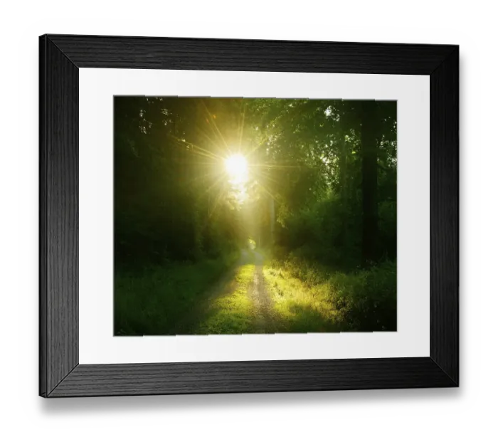 Framed Print : Hiking trail through light-flooded beech forest in the early morning Framed Print : Hiking trail through light-flooded beech forest in the early morning