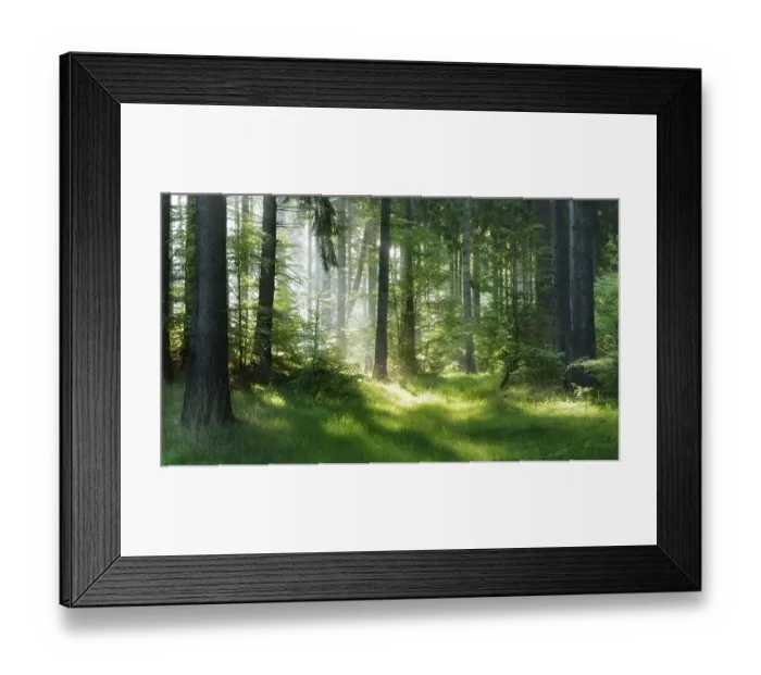 Framed Print : Semi-natural spruce forest in the Harz Mountains