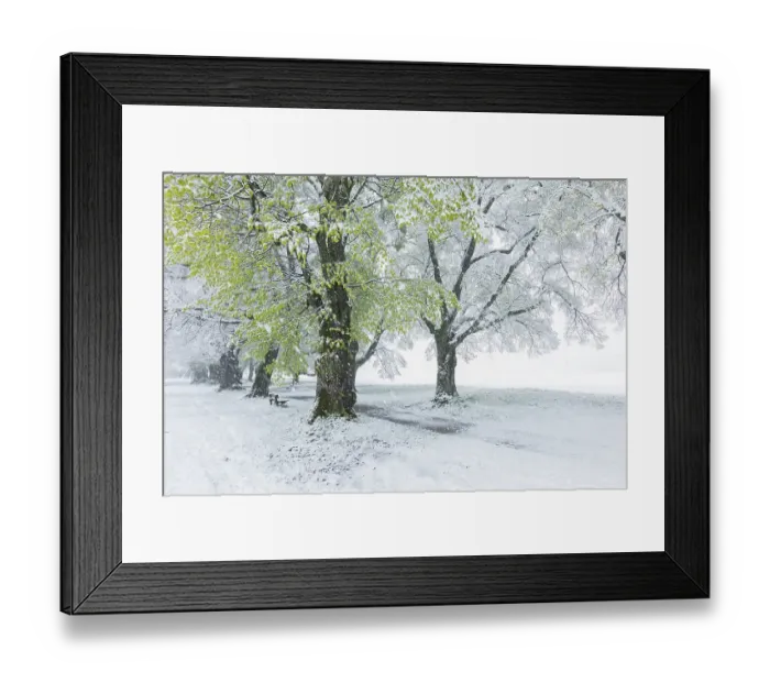 Framed Print : Trees, alley in spring with snowfall Framed Print : Trees, alley in spring with snowfall
