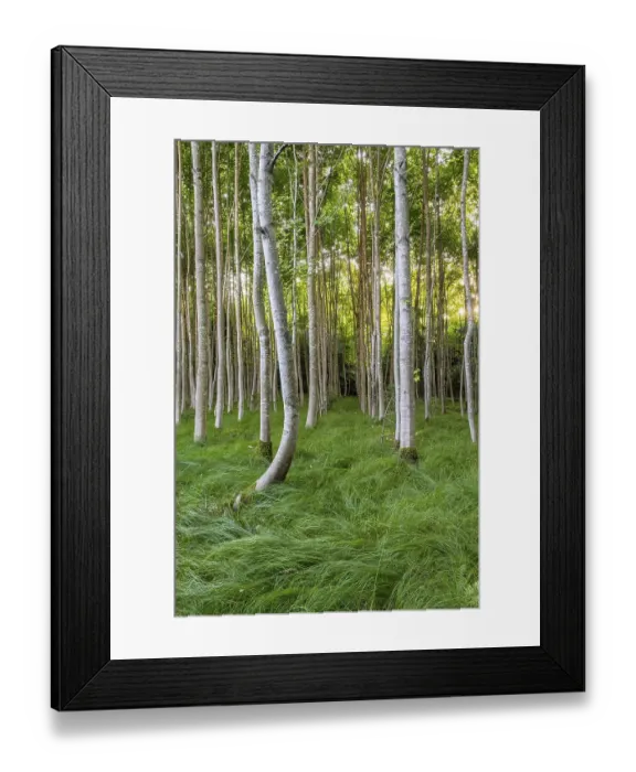 Framed Print : Beech forest (Fagus), Bavaria, Germany, Europe