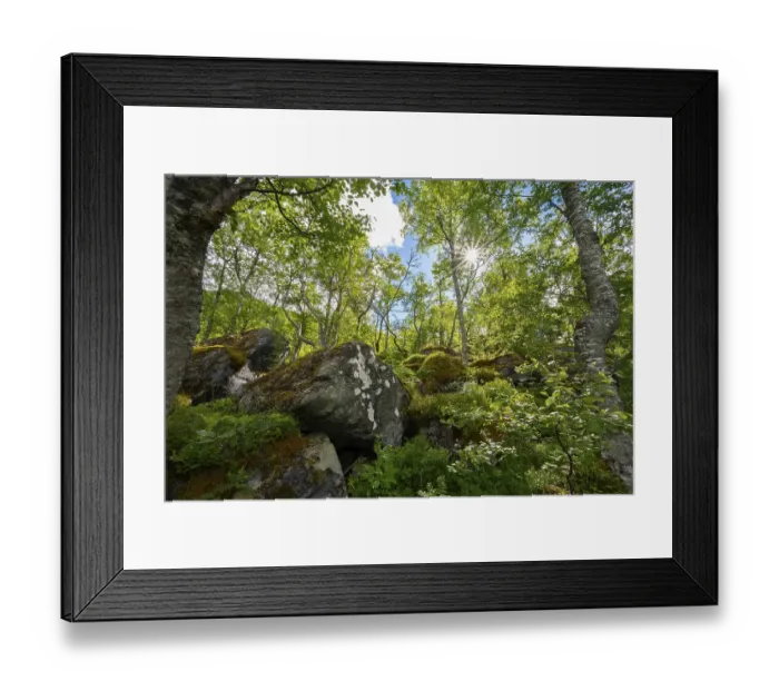 Framed Print : Sun shining through trees, forest