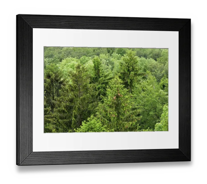 Framed Print : Aerial view of a mixed forest, spruce (Picea abies) Framed Print : Aerial view of a mixed forest, spruce (Picea abies)