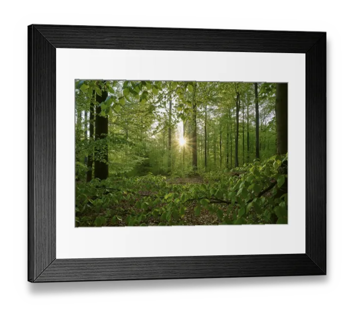 Framed Print : Forest, beech, leaves, sunrise