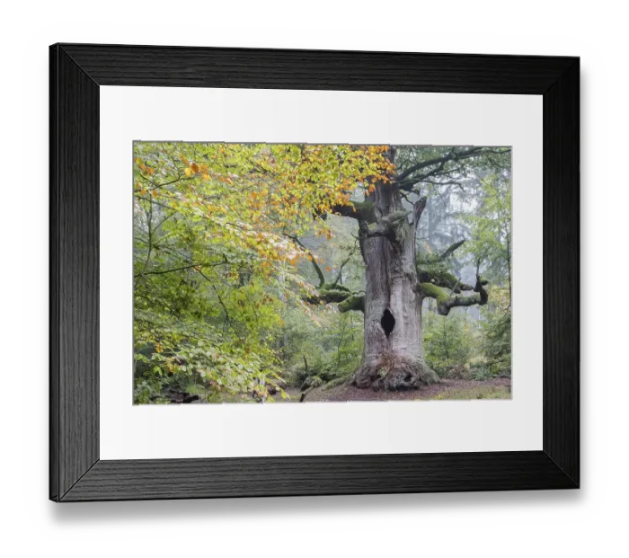 Framed Print : English oak (Quercus robur) in Urwald Sababurg Framed Print : English oak (Quercus robur) in Urwald Sababurg
