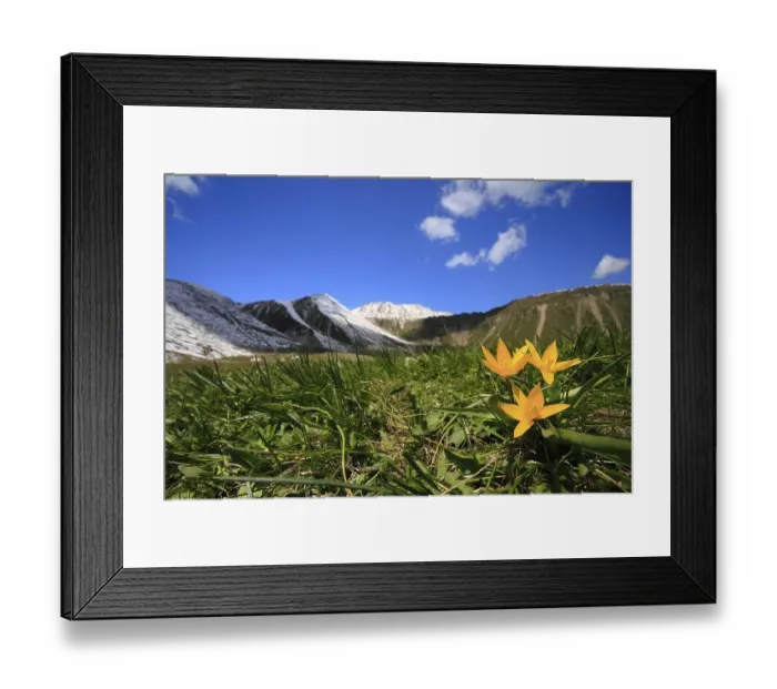 Framed Print : Wild tulip (Tulipa sylvestris) Framed Print : Wild tulip (Tulipa sylvestris)