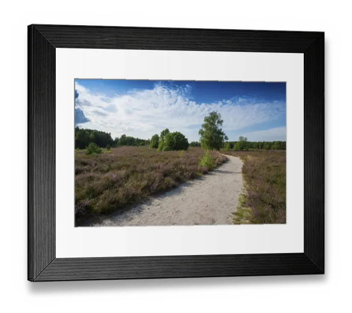 Framed Print : Flowering heath and hiking trail