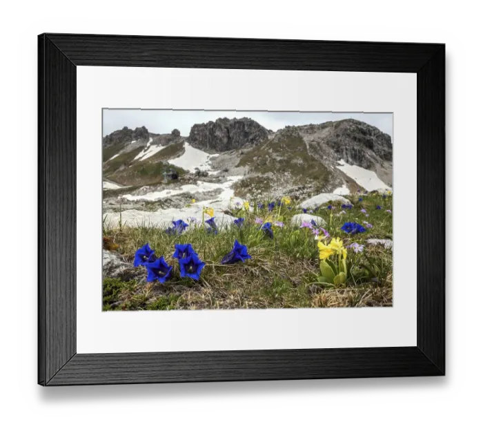Framed Print : Pebble bell gentian, also stemless gentian (Gentiana acaulis) and auricula (Primula auricula) or alpine auricula