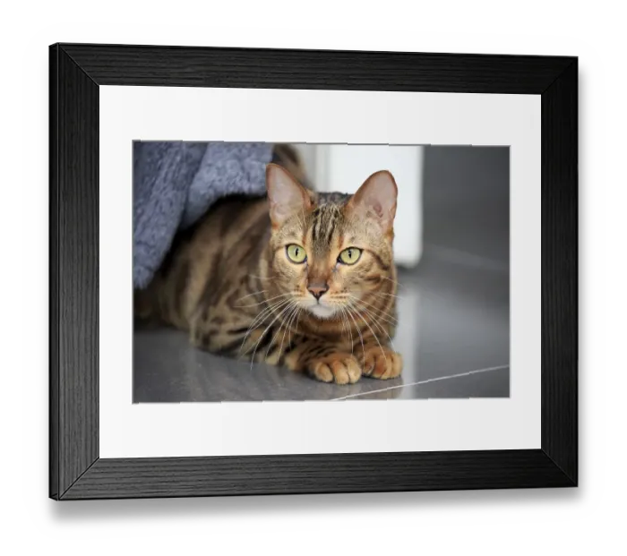 Framed Print : Bengal cat Framed Print : Bengal cat