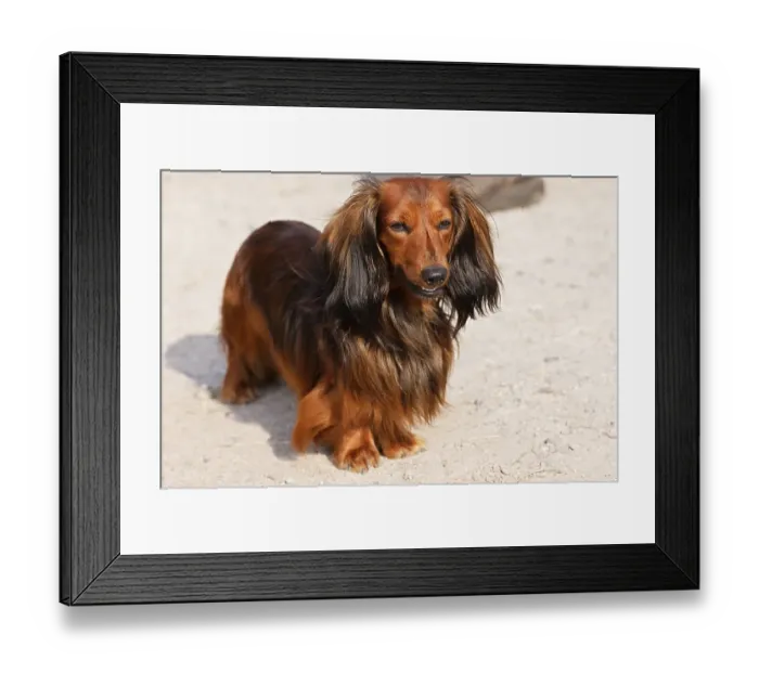 Framed Print : Dachshund, longhaired dwarf dachshund