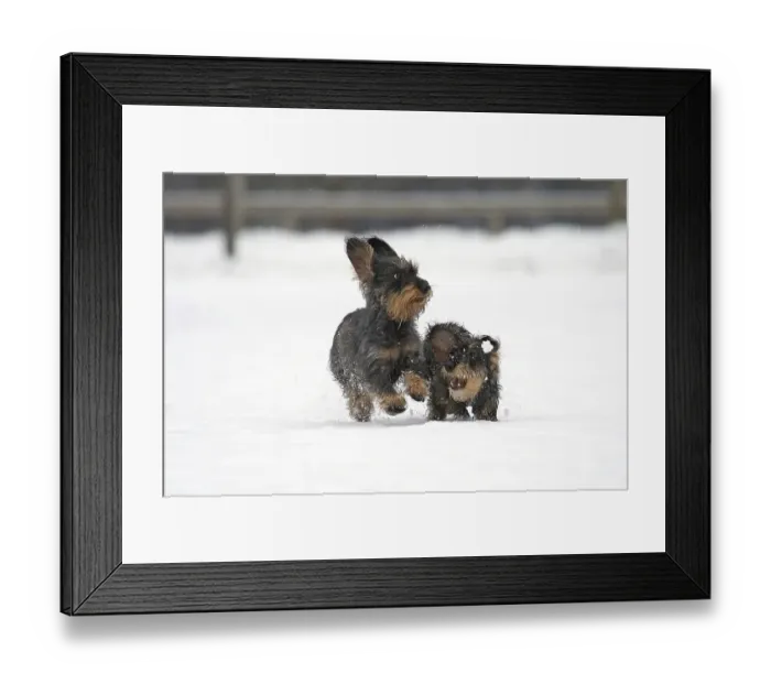 Framed Print : Rough-haired dachshund, running in the snow