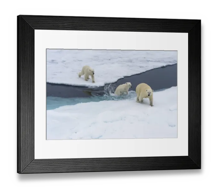 Framed Print : Polar bears (Ursus maritimus), mother with two cubs swimming between ice floes