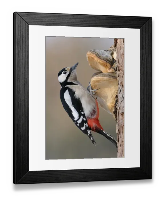 Framed Print : Great Spotted Woodpecker (Dendrocopos major)