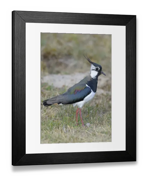 Framed Print : Northern Lapwing, Peewit or Green Plover (Vanellus vanellus)