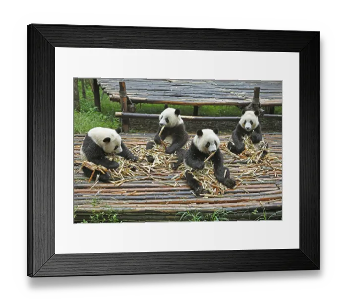 Framed Print : Panda bears or Giant Pandas (Ailuropoda melanoleuca) eat bamboo shoots
