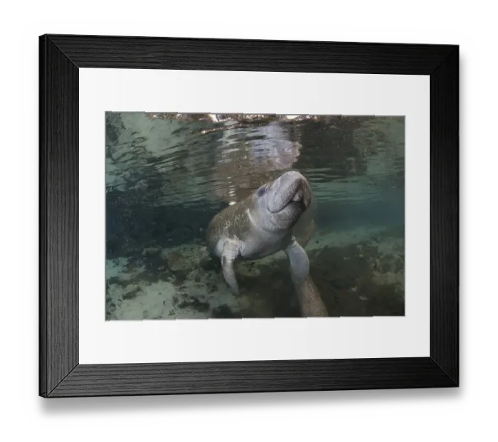 Framed Print : West Indian Manatee (Trichechus manatus)