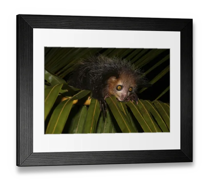 Framed Print : Aye-aye (Daubentonia madagascariensis) on palm leaf