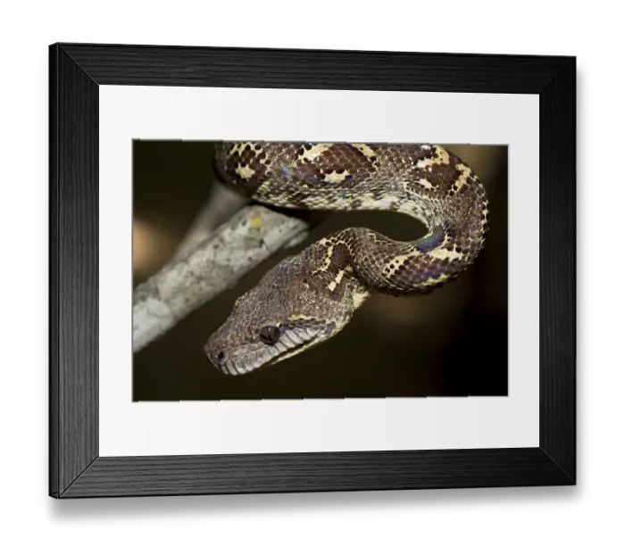 Framed Print : Madagascarboa (Acrantophis madagascariensis)