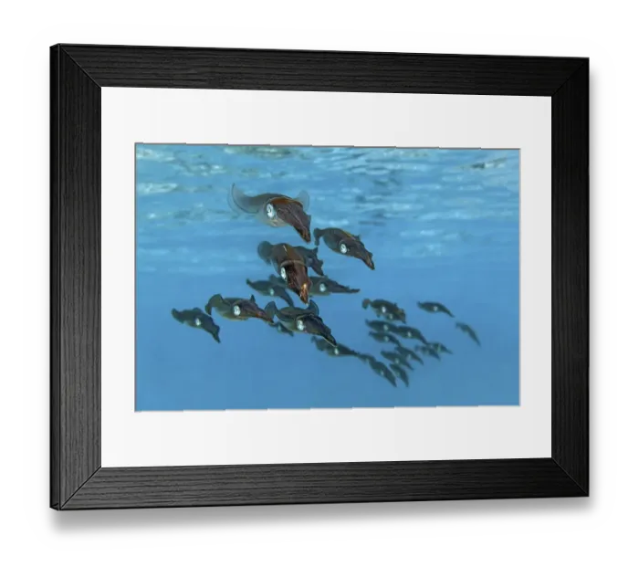 Framed Print : School of Bigfin Reef Squids or Oval Squids (Sepioteuthis lessoniana) Framed Print : School of Bigfin Reef Squids or Oval Squids (Sepioteuthis lessoniana)