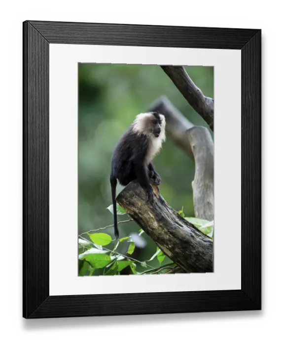 Framed Print : Lion-tailed Macaque (Macaca silenus) Framed Print : Lion-tailed Macaque (Macaca silenus)