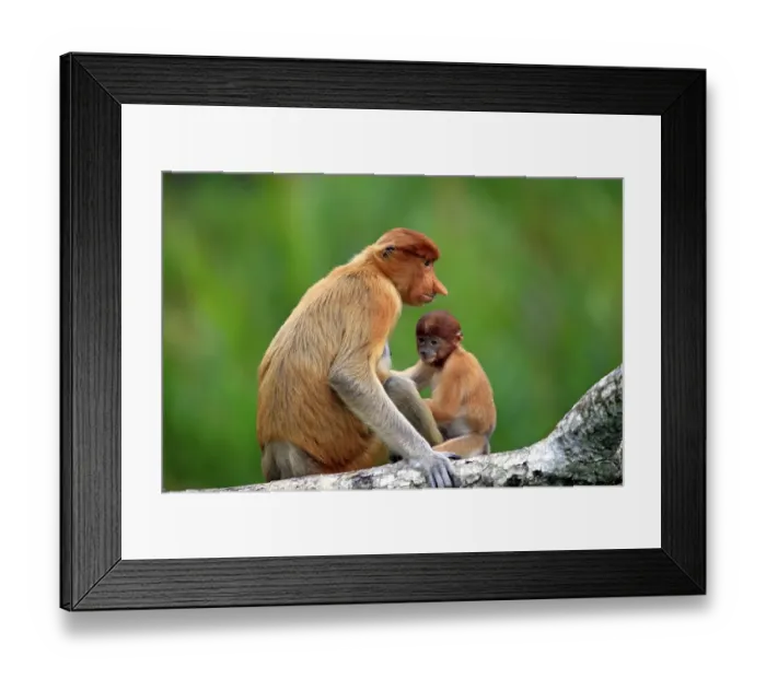 Framed Print : Proboscis Monkey or Long-nosed monkey (Nasalis larvatus) Framed Print : Proboscis Monkey or Long-nosed monkey (Nasalis larvatus)