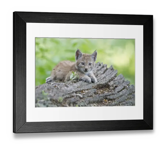 Framed Print : Eurasian Lynx (Lynx lynx), cub lying on an old tree trunk Framed Print : Eurasian Lynx (Lynx lynx), cub lying on an old tree trunk