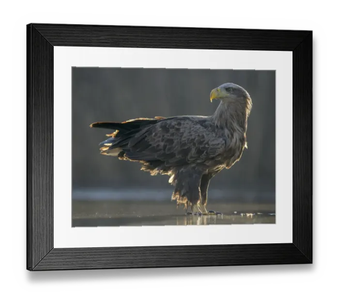 Framed Print : White-tailed eagle (Haliaeetus albicilla) Framed Print : White-tailed eagle (Haliaeetus albicilla)