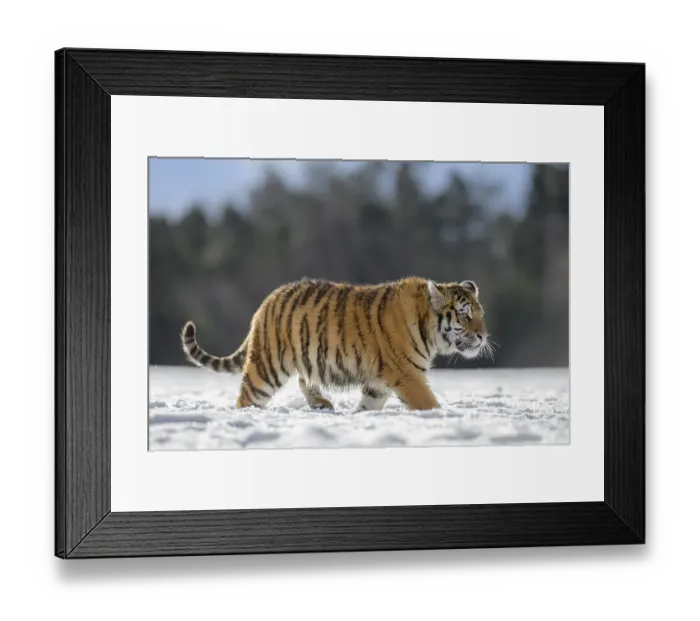 Framed Print : Siberian tiger (Panthera tigris altaica) juvenile running in snow