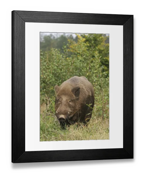 Framed Print : Wild boar (Sus scrofa), tusker in summer